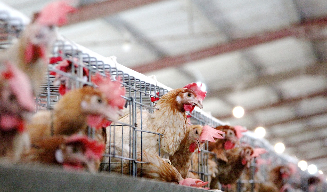 “农金1号”顺利通过国家畜禽遗传资源委员会审定