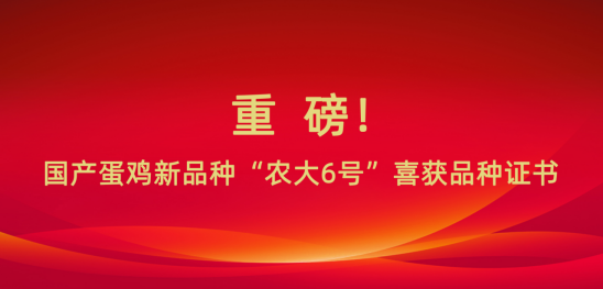 重磅！国产特色蛋鸡新品种“农大6号”喜获品种证书