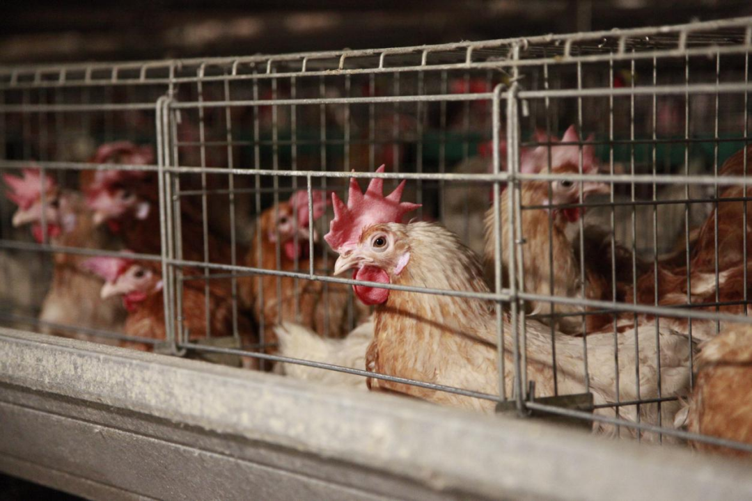 “农大3号”小型蛋鸡行业标准文件发布